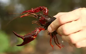 Louisiana Could See Major Shortage Of Crawfish As Farmers Worried...