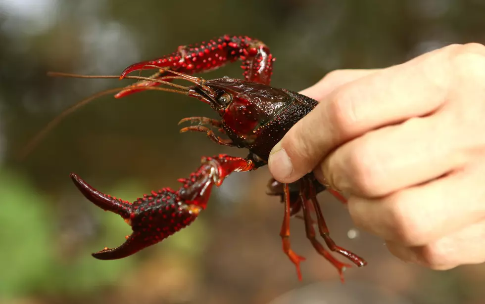 Louisiana Crawfish Crop Looking Mighty Fine So Far