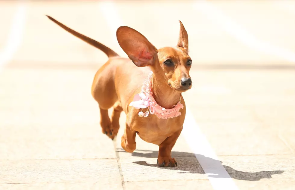 Wiener Dog Races Coming to Harrah’s This Labor Day