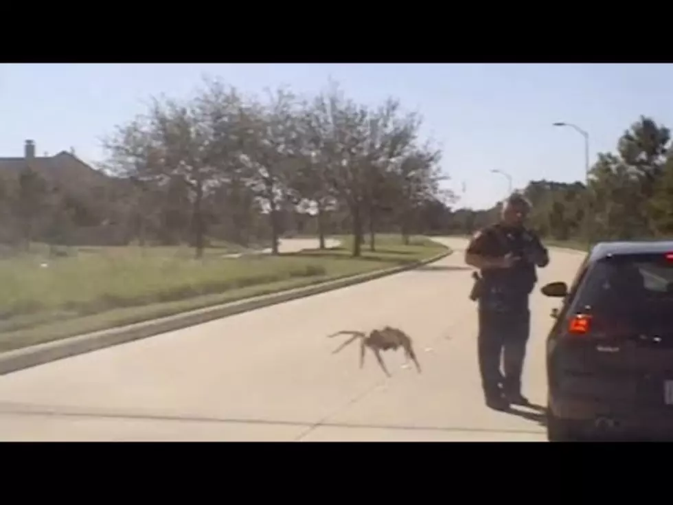 Illusion Looks to Show Giant Spider Approaching Officer [VIDEO]