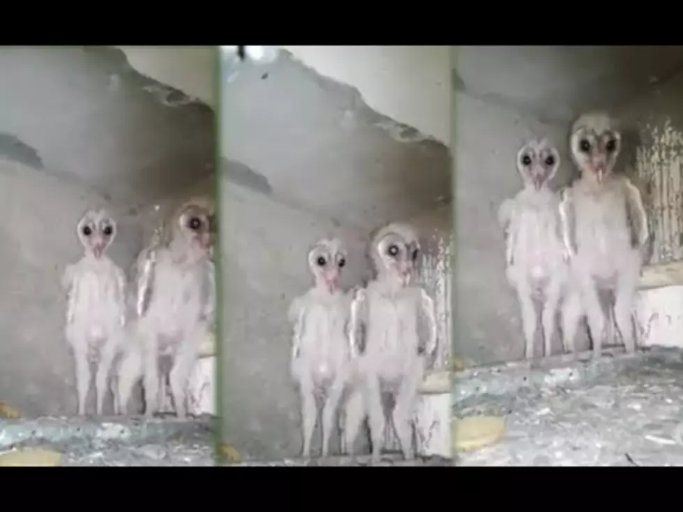 Aliens Caught on Camera or Baby Owls? [VIDEO]