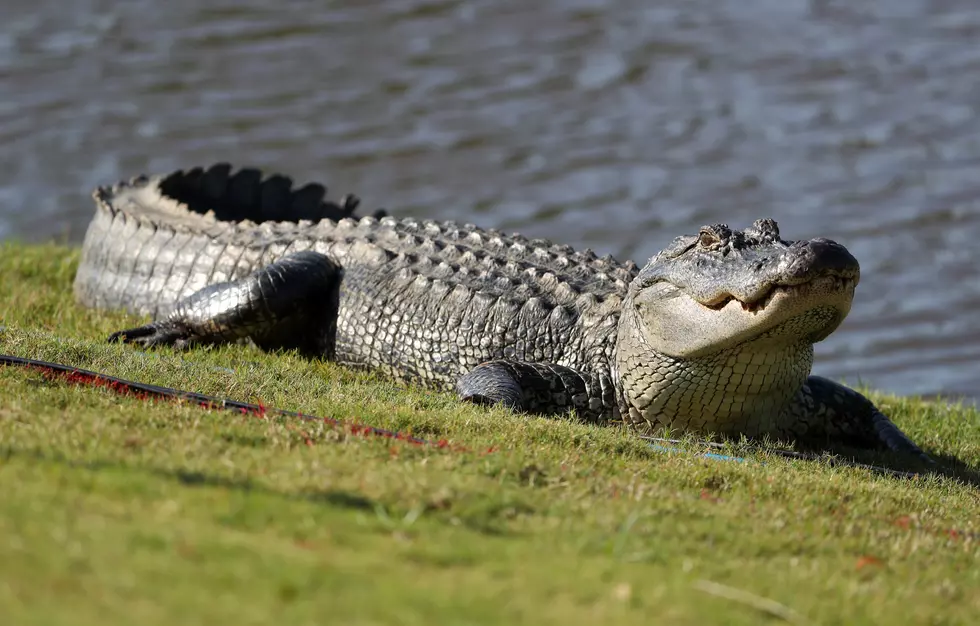 alligator eats golfer