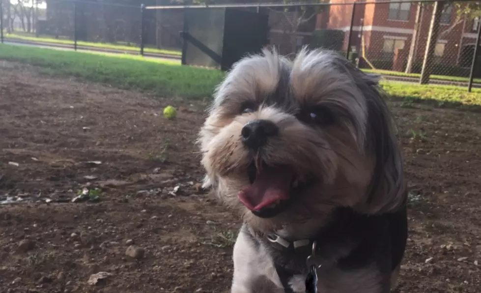 Study Says Dogs + Cats Can Lower Our Stress Levels