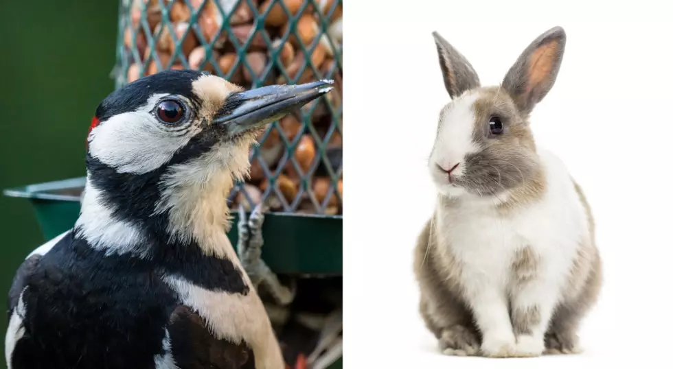 Viral Video Leaves People Asking &#8216;Is This a Bird or Bunny?&#8217;
