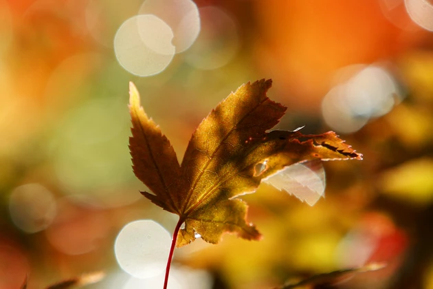 When Will the Leaves Change Color in Louisiana this Fall?