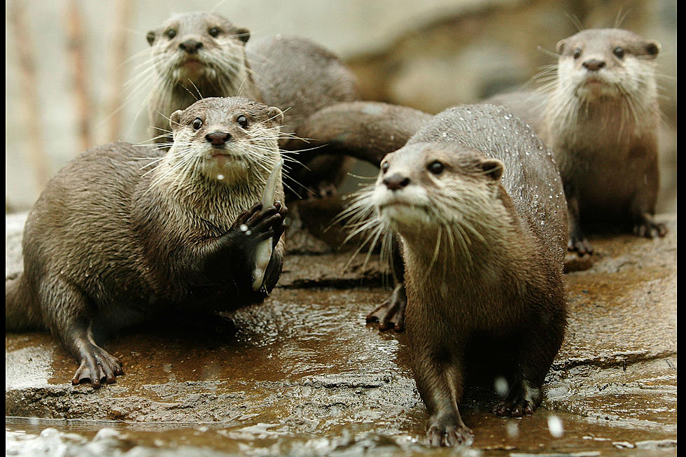 You Can Swim With Otters at Barn Hill Preserve in Louisiana 