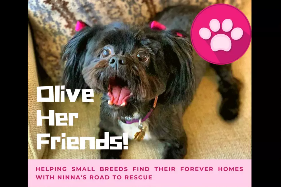 Olive Her Friends: Meet Dorito