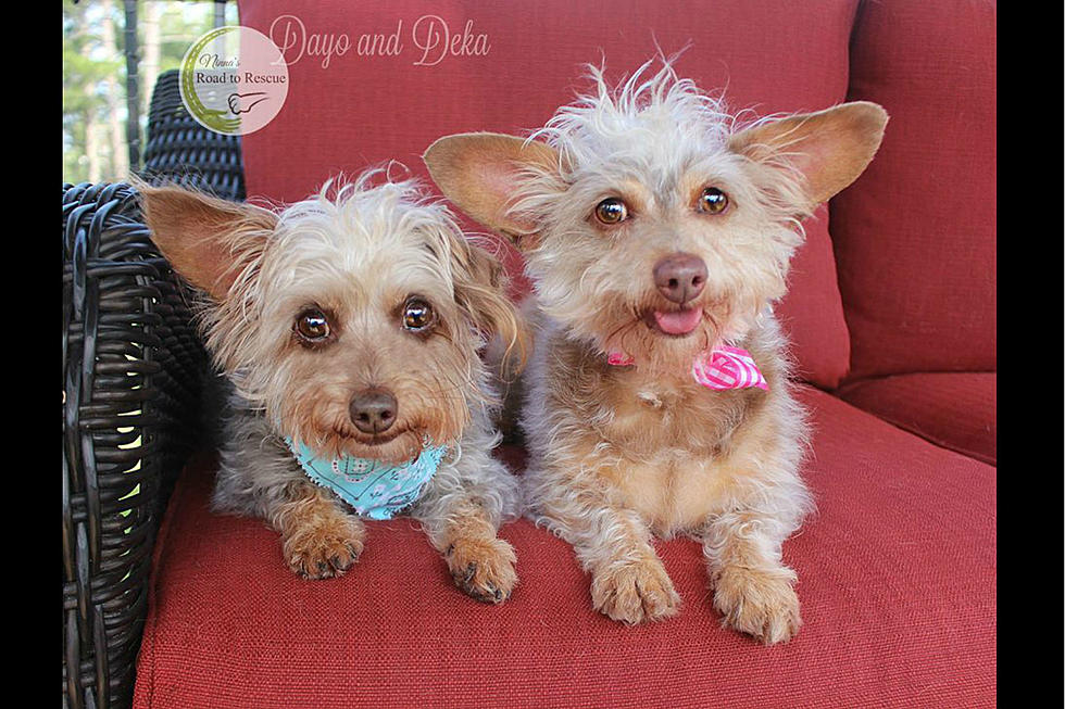 Olive Her Friends: Meet Dayo and Deka