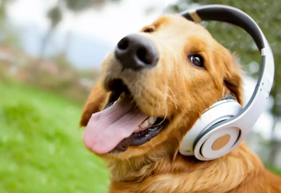Survey Finds Majority of Pet Owners Play Music for Their Pets