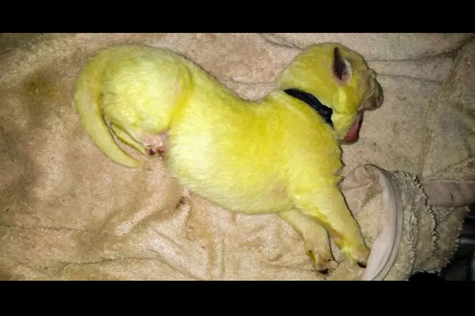 Lime Green Puppy Named Hulk Steals Our Hearts