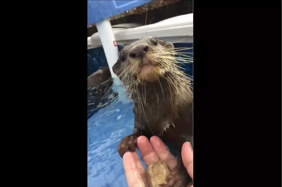 Swimming with Otters is the Best Valentine Gift Ever!