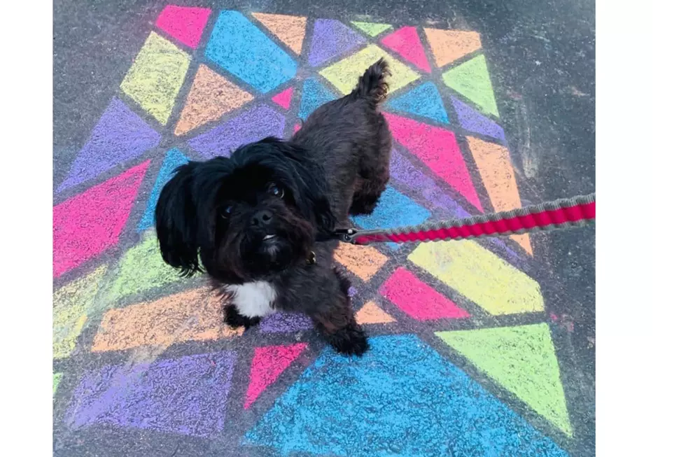 Olive Her Friends: Meet Shuffles
