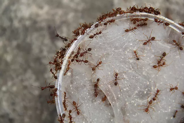 Latest Floods Could Make Louisiana Fire Ants Bigger and Meaner