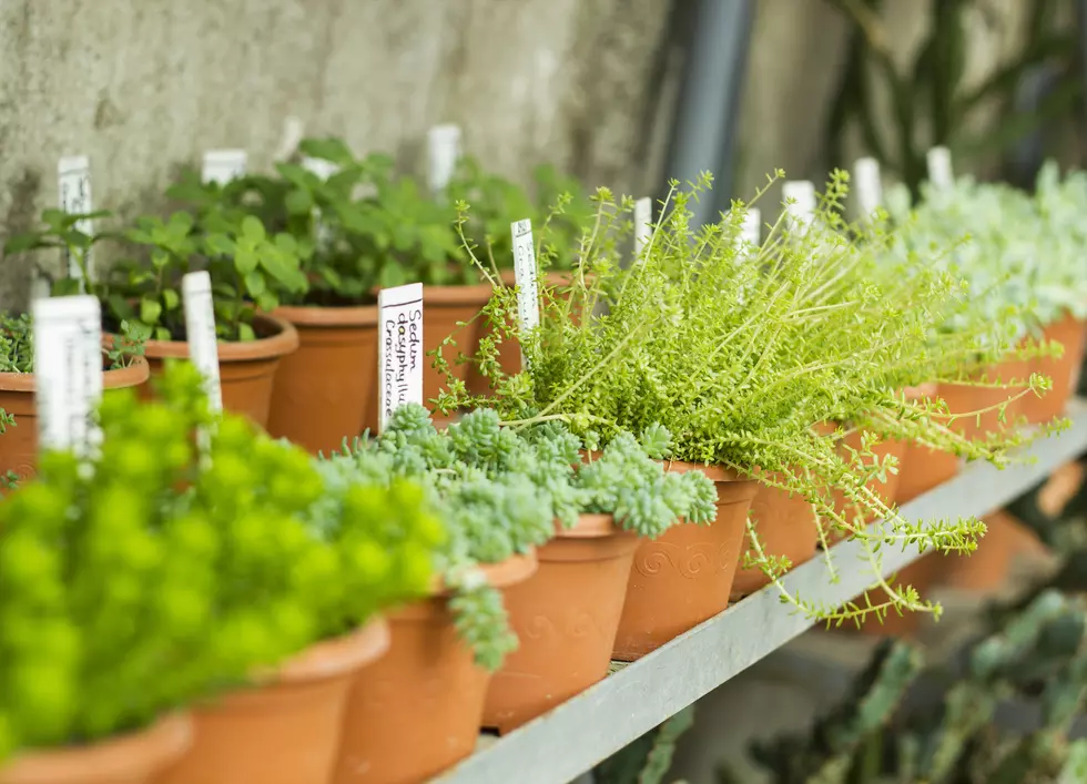 7 Plants That Will Keep Your Patio Bug Free