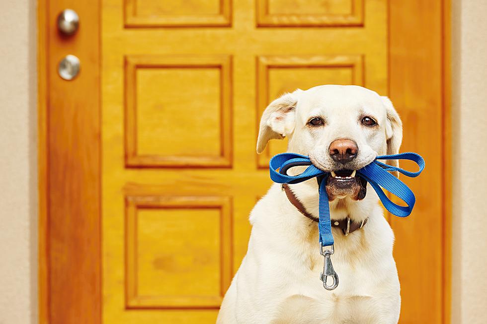 Latest Internet Optical Illusion: Is it a Dog or a Clown?