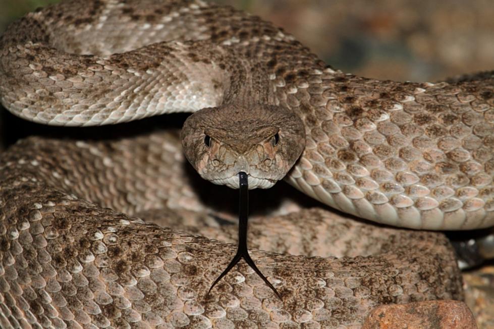 Louisiana Snakes Are Out But It’s Not Likely They’ll Bite You