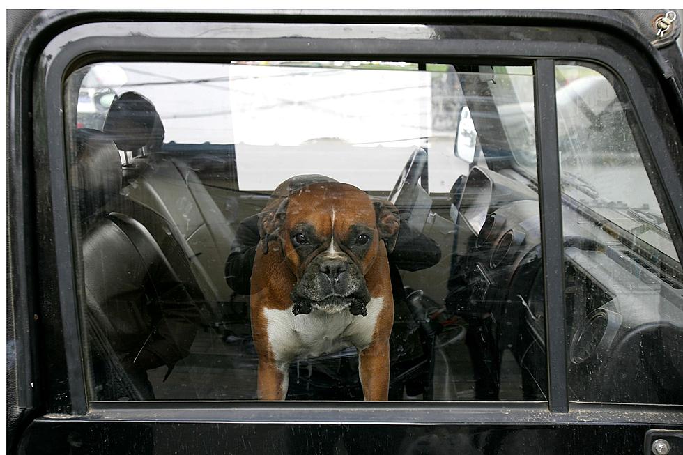 Can You Legally Break a Window If a Dog is Trapped In a Hot Car?