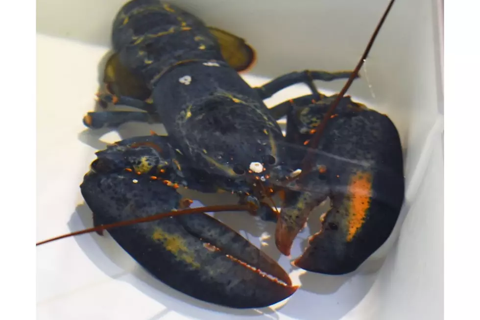 Red Lobster Employee Rescues Rare Blue Lobster