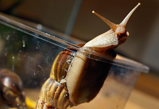 Invasive Snails Are Coming For Our Rice and Crawfish