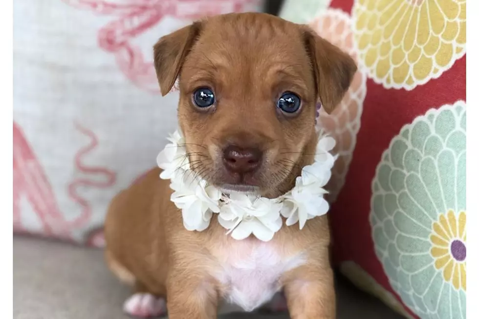 Olive Her Friends: Meet Baby June