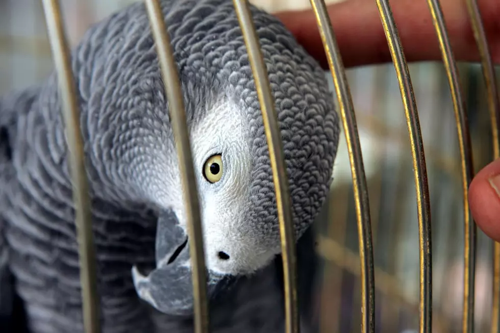 Safari Parrots Teach Each Other to Swear and Laugh About It