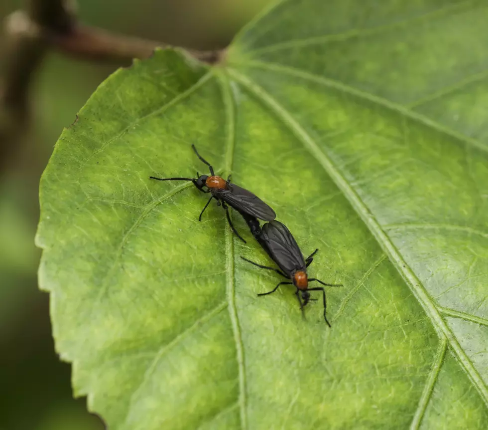 Lovebugs Are Back, Here’s How to Get Rid of Them