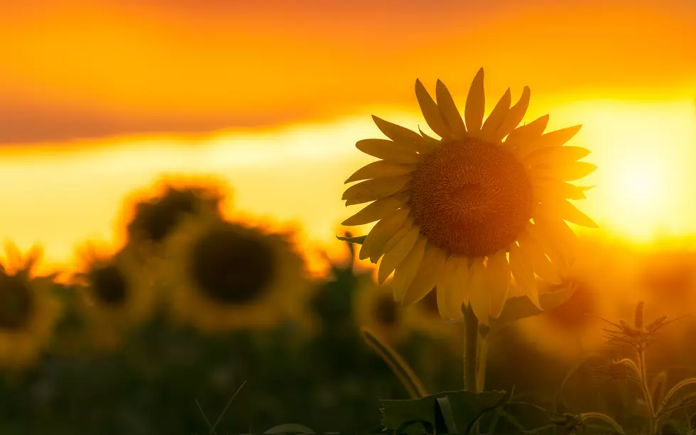 Farmer Plants 2 Million Sunflowers to Make People Happy