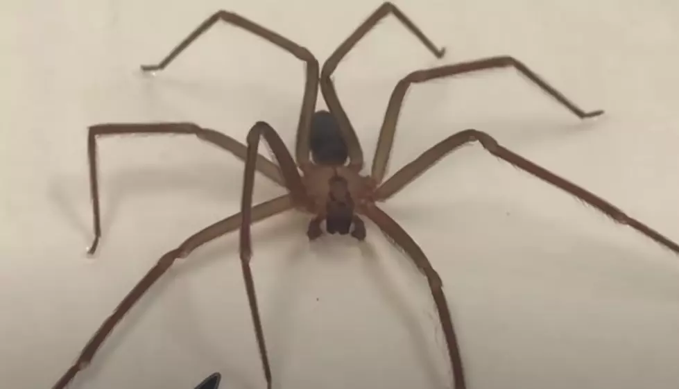 What Does A Brown Recluse Spider Look Like Are They In Louisiana