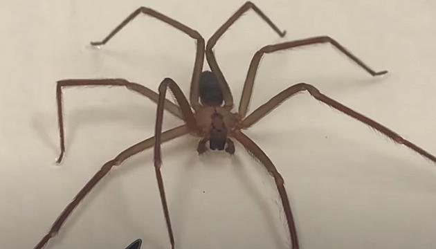 What Does A Brown Recluse Spider Look Like, Are They In Louisiana