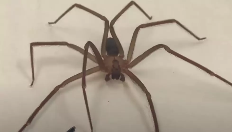 What Does A Brown Recluse Spider Look Like, Are They In Louisiana