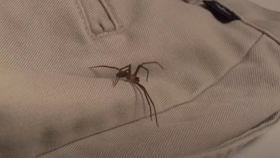 What Does A Brown Recluse Spider Look Like, Are They In Louisiana