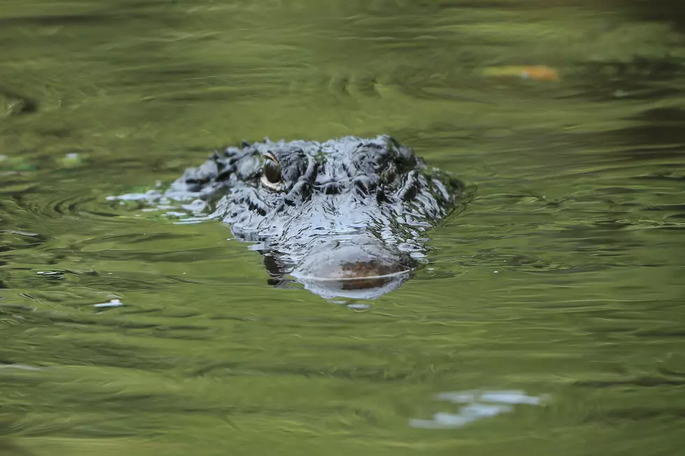 Gator Attacks and Kills a Man in Flood Waters in South Louisiana