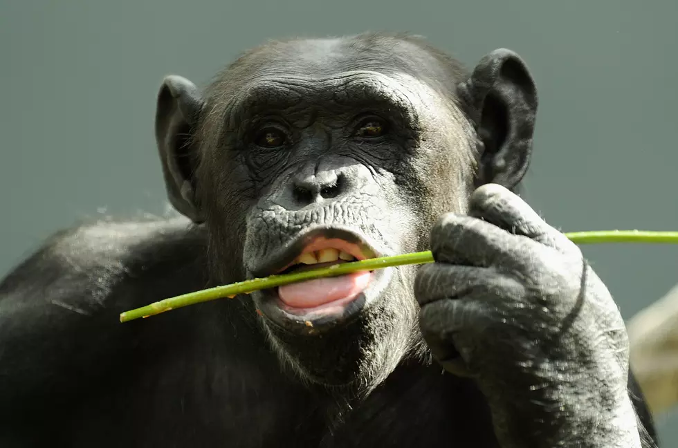 Disney+ Series Focused on Greenwood&#8217;s Chimp Haven Starts Friday