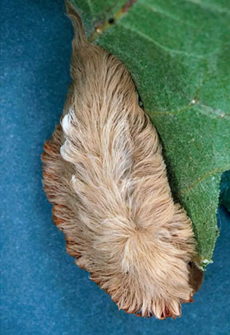 Louisiana Caterpillar “Puss Moth” is Nothing to Laugh At