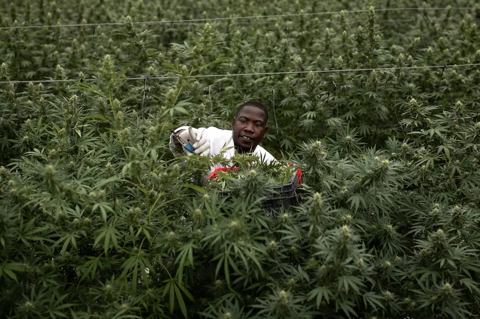 Want to Grow Hemp?  Here’s How to Do it Legally in Louisiana