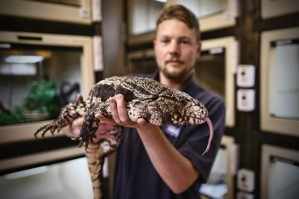 This Dog-Sized, Omnivorous Lizard is Invading Louisiana
