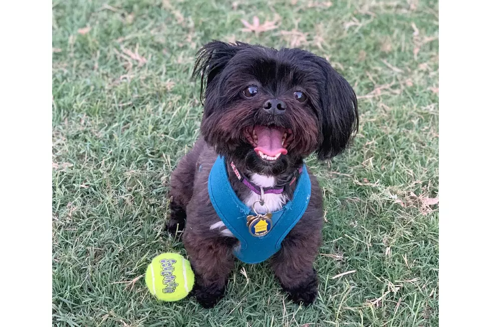 Why Did October 1st Become a Day We Celebrate Black Dogs?