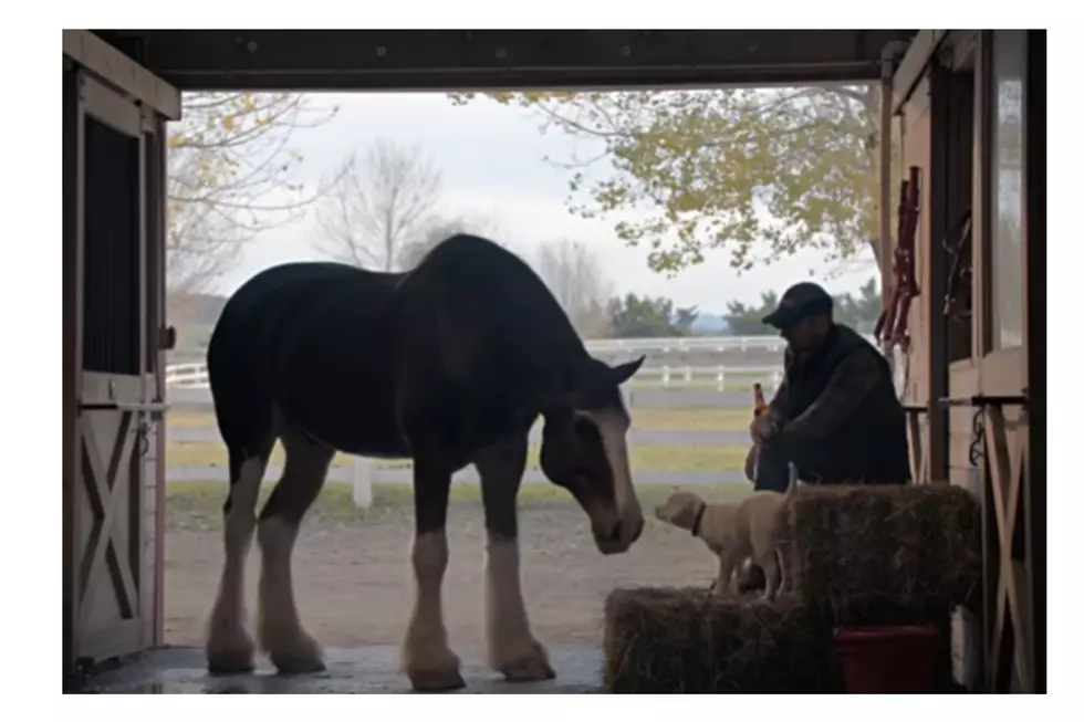 No Budweiser Super Bowl Commercial This Year