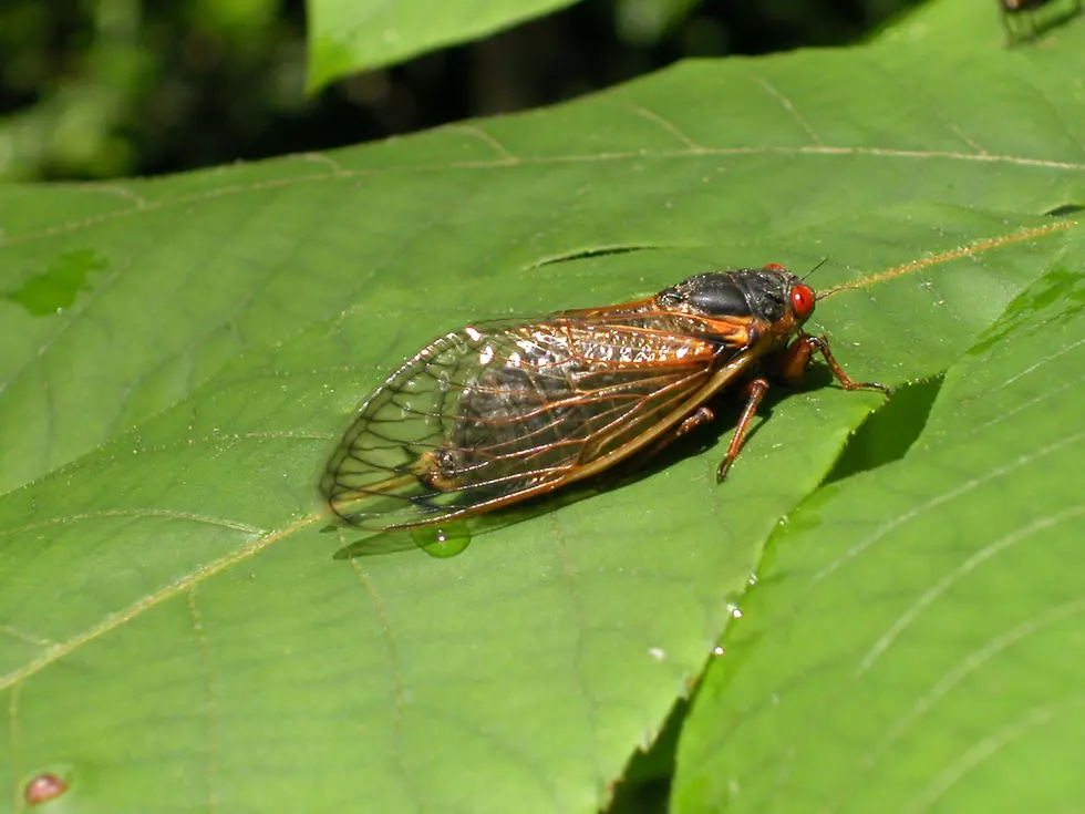 Are Brood X Cicadas Going To Invade Louisiana In 2021?