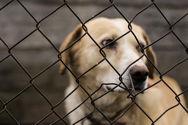 See a Dog Chained Outside in This Texas Heat? Is That Legal?