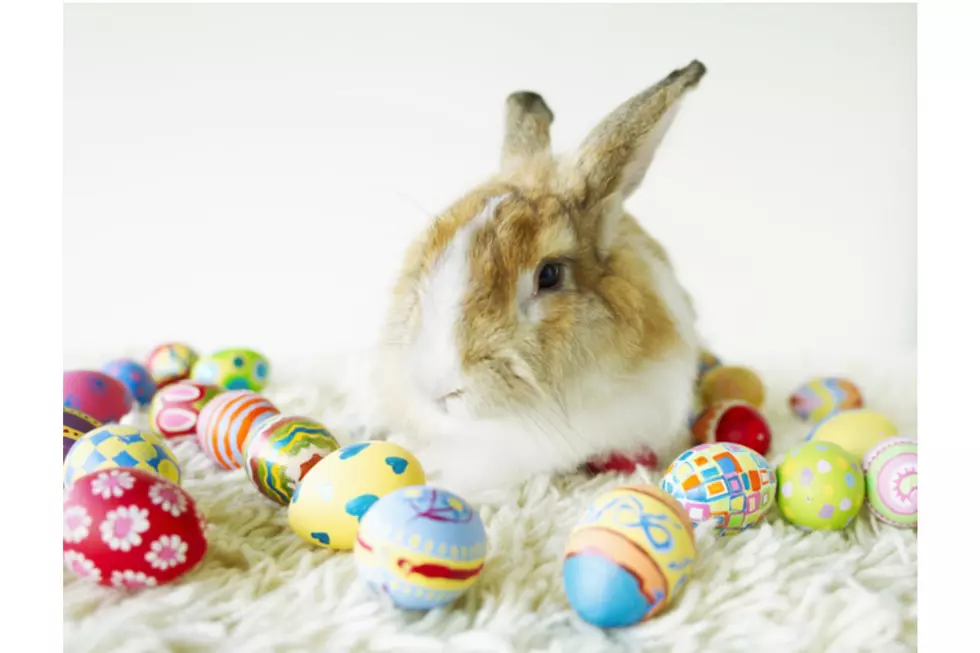Louisiana SPCA Begs Parents to Avoid Buying This Easter Gift