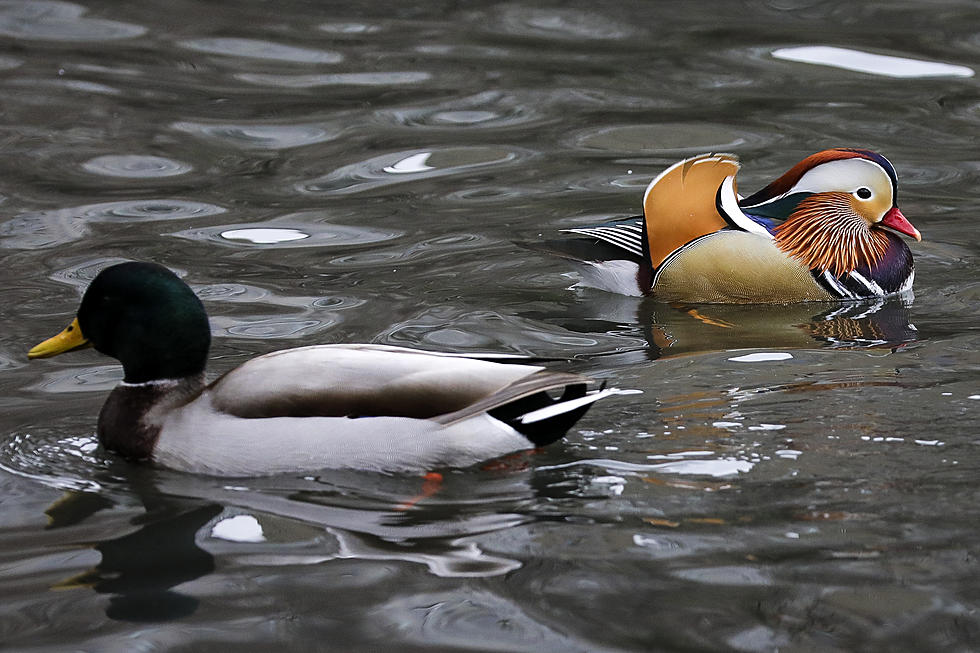 Can You Paint a Fulvous Whistling Duck? Louisiana DWF Needs You