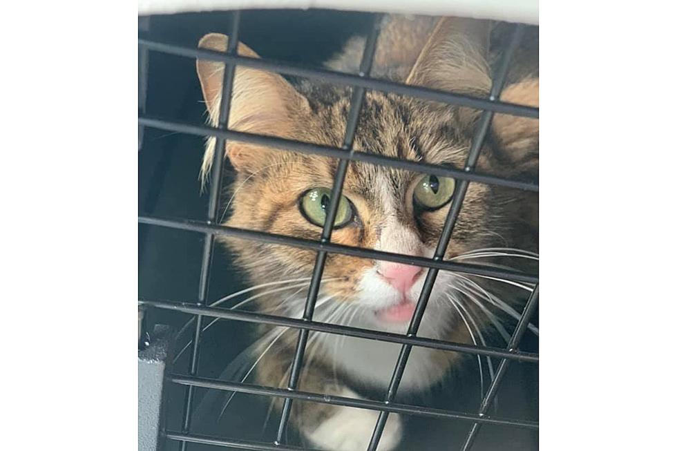 Port City Cat Rescue Saves the Day (and My Cat)