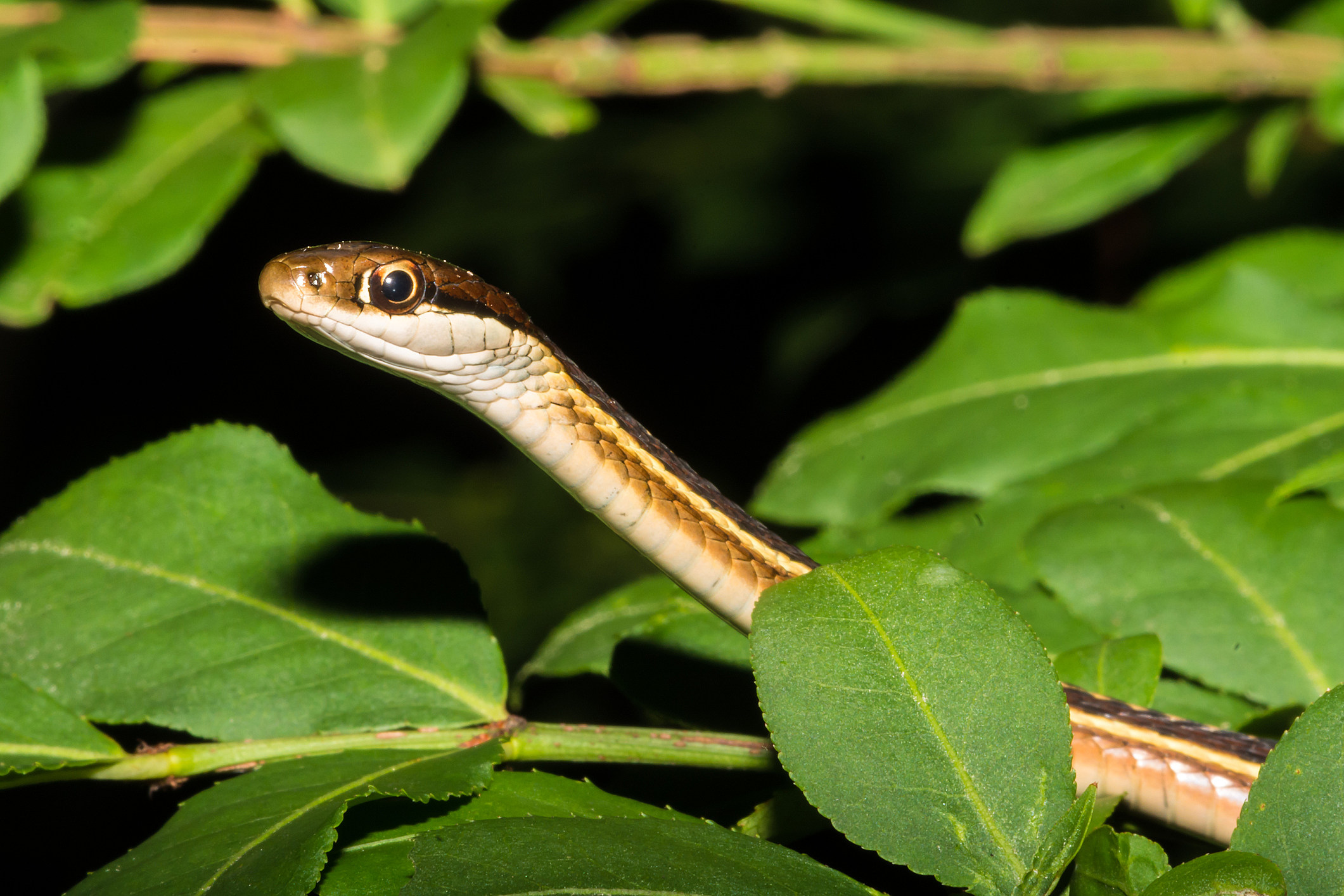 Louisiana Woman Surprised by Snake in Toilet - How'd it Get There