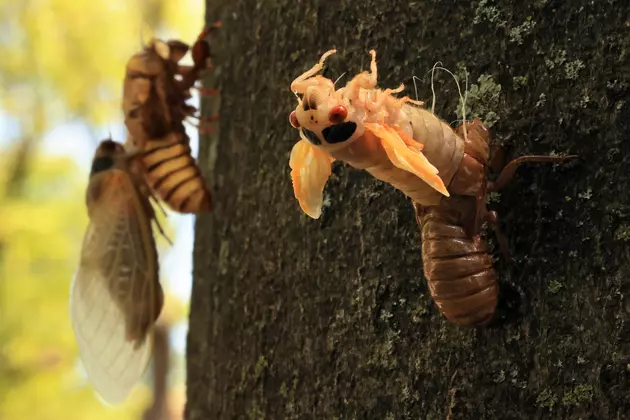 Texas Residents Will See More Cicadas If These 2 Things Are in Your Yard