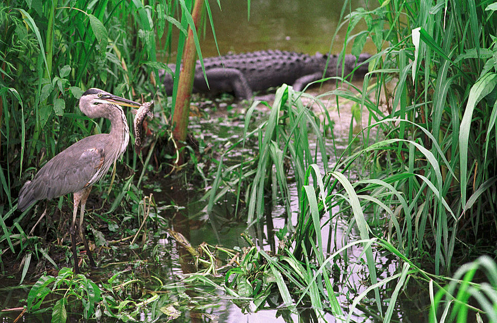 New Naked and Afraid XL Was Shot in Louisiana&#8217;s Freakiest Swamp