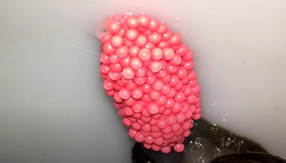 Beware of this Snail and it’s Bubblegum-Looking Eggs [VIDEO]