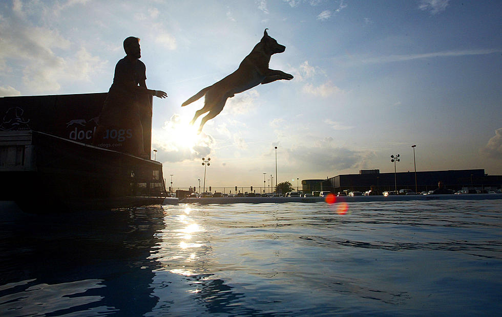 Olympics for Sporting Dogs is Bringing Canine Glory to Shreveport