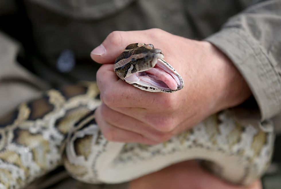 A &#8216;Very Sweet&#8217; and Huge Python Has Escaped a Louisiana Aquarium