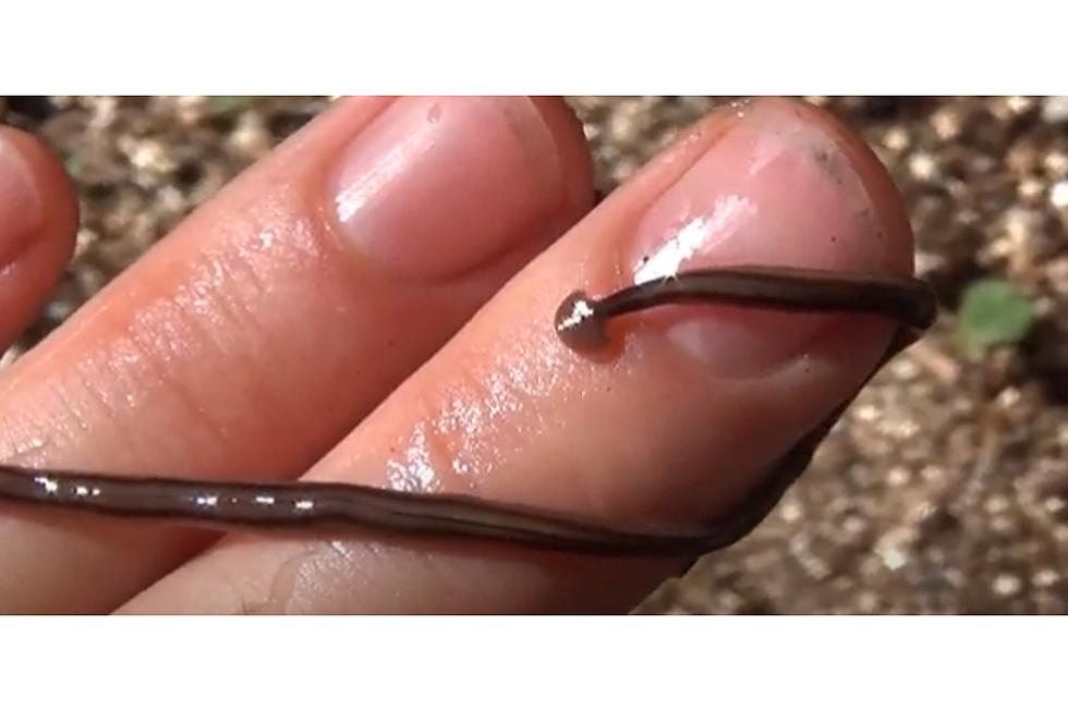 Does Shreveport-Bossier Need to Worry About Hammerhead Worms?